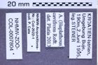 Etiketten zu Athous cavifrons (Redtenbacher, 1857) (NHMW-ZOO-COL-0007804)